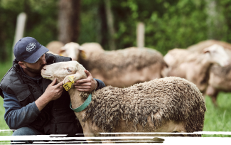 la filière brebis : alimentation et soin des brebis